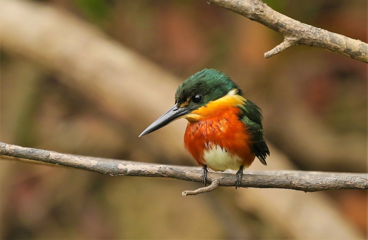 American Pygmy Kingfisher - ML192184031