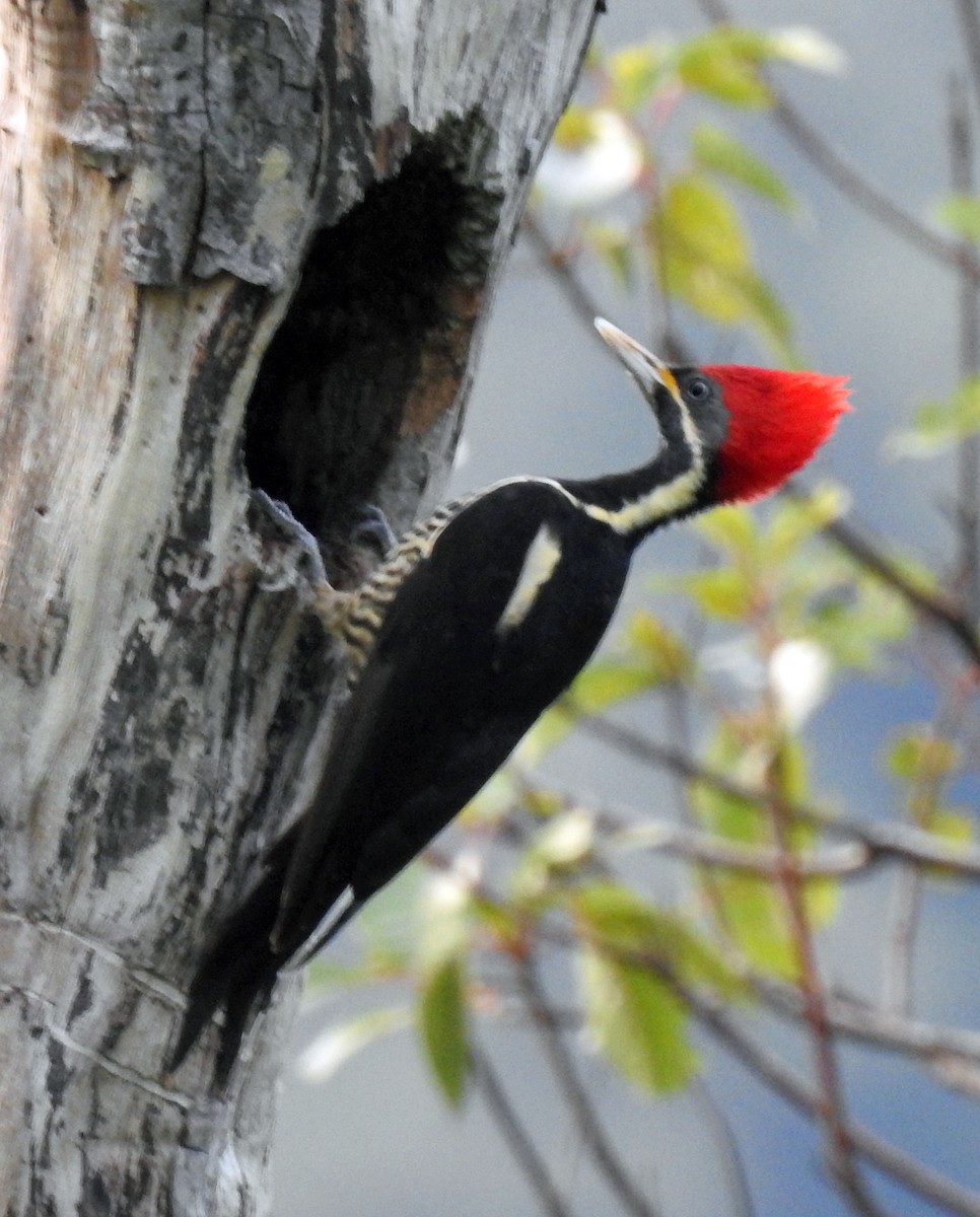 Lineated Woodpecker - Danilo Moreno