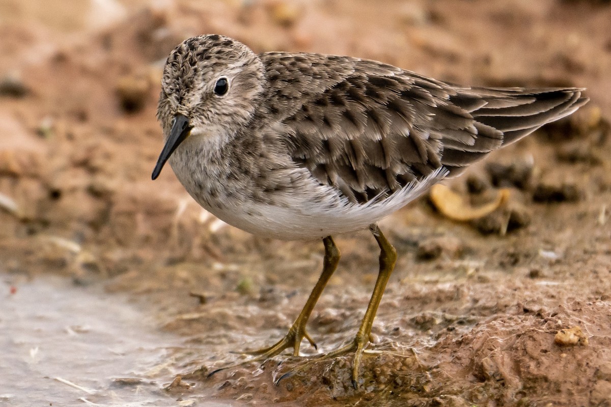 Least Sandpiper - ML192184241