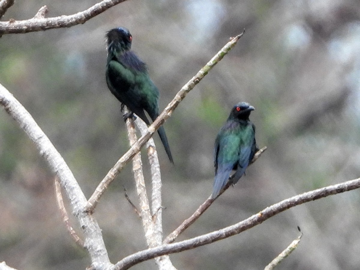 Metallic Starling - Warren Regelmann