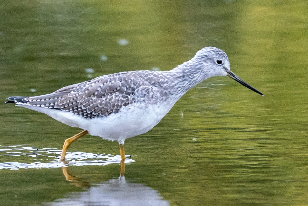 Greater Yellowlegs - George McKeon