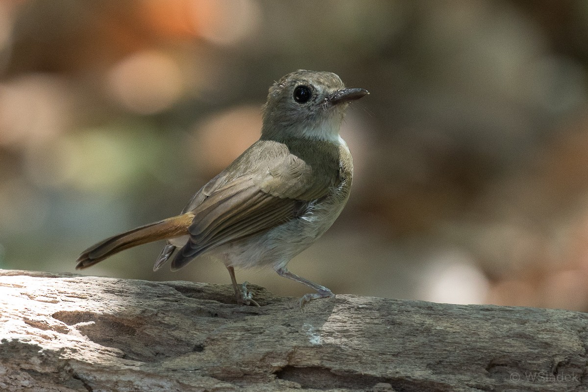 Fulvous-chested Jungle Flycatcher - Wayne Sladek