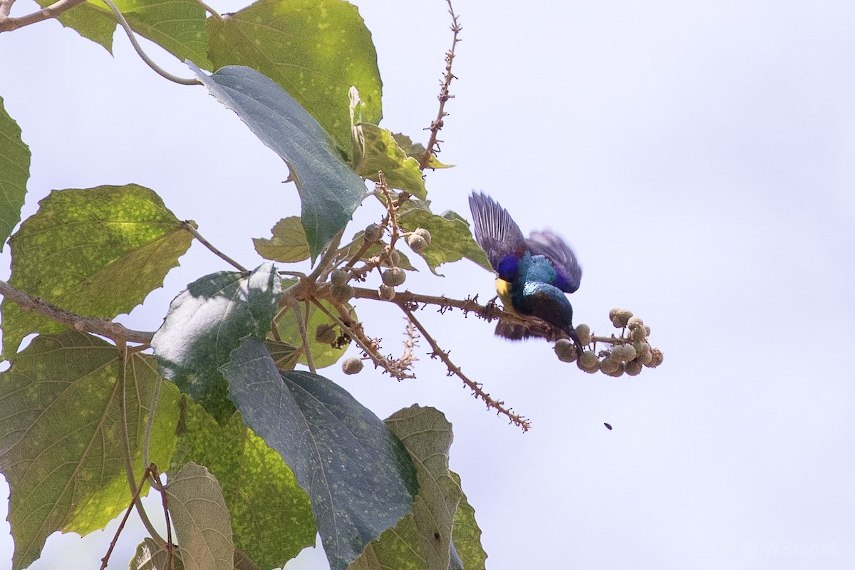 Brown-throated Sunbird - ML192185611