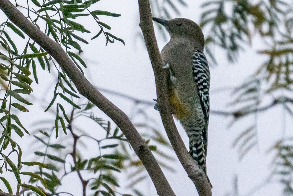 Gila Woodpecker - George McKeon