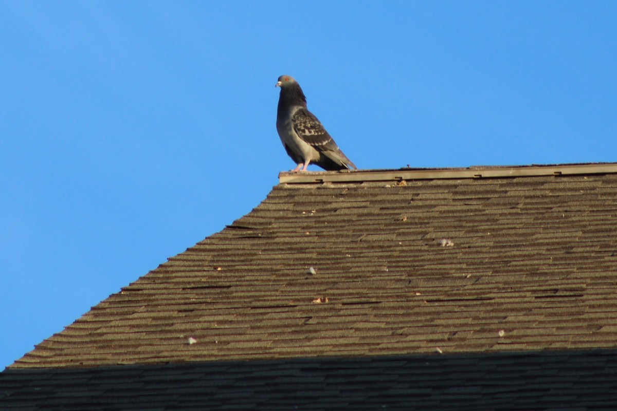 Rock Pigeon (Feral Pigeon) - ML192188291