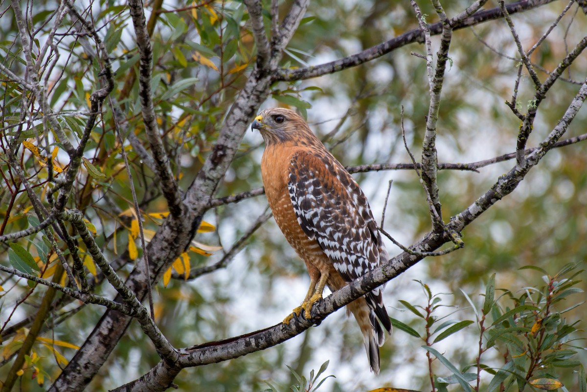 Red-shouldered Hawk - Herb Elliott