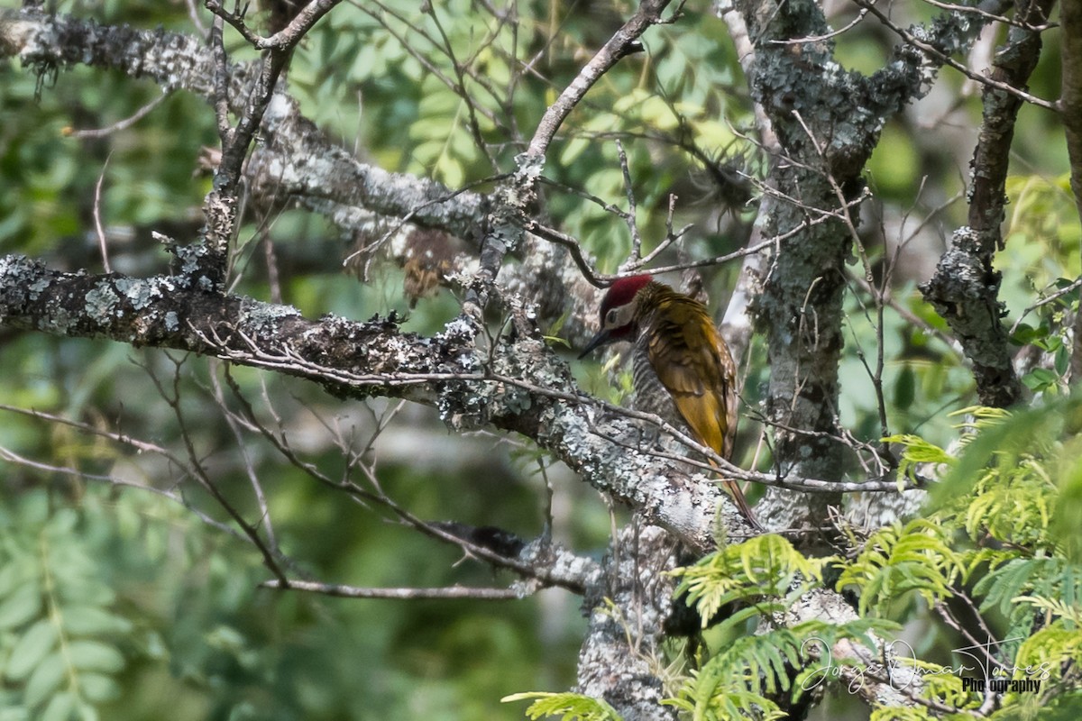 Golden-olive Woodpecker - ML192189431