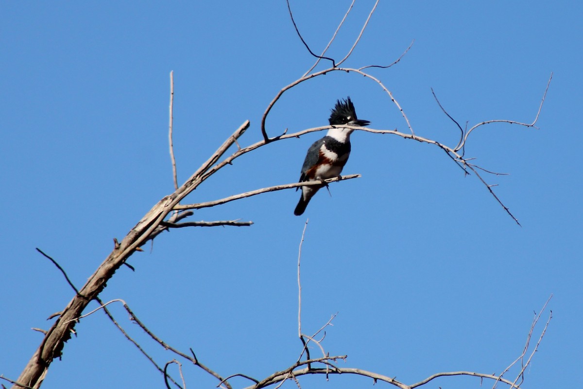 Belted Kingfisher - David Lerwill