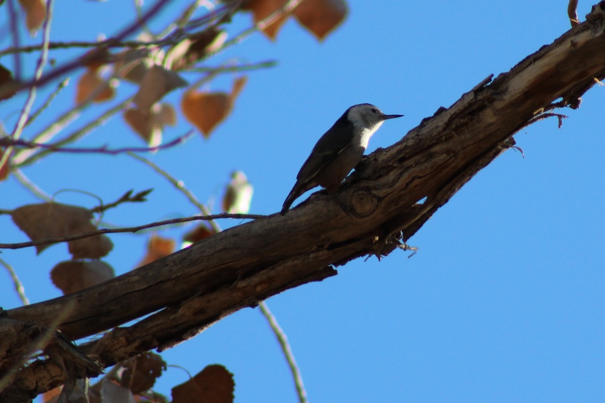 White-breasted Nuthatch - ML192191221