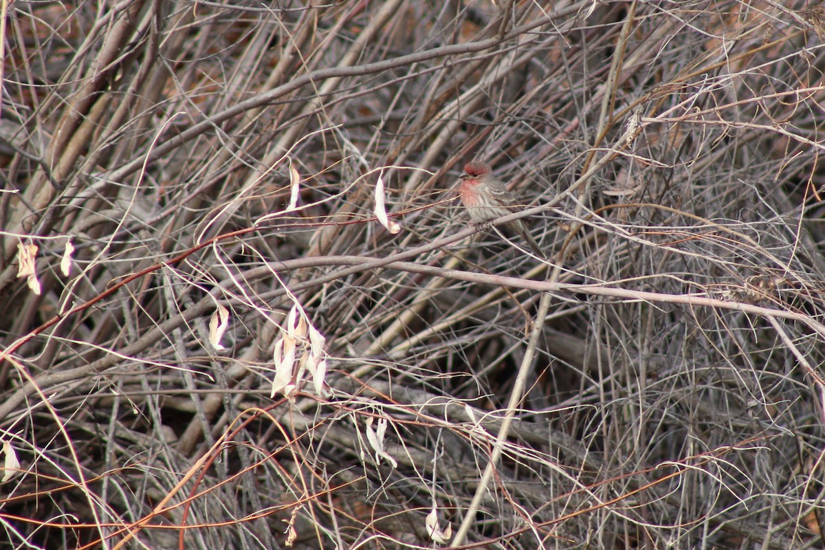 House Finch - ML192193111