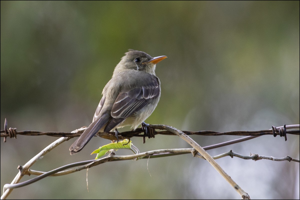 Greater Pewee - Judi Hwa