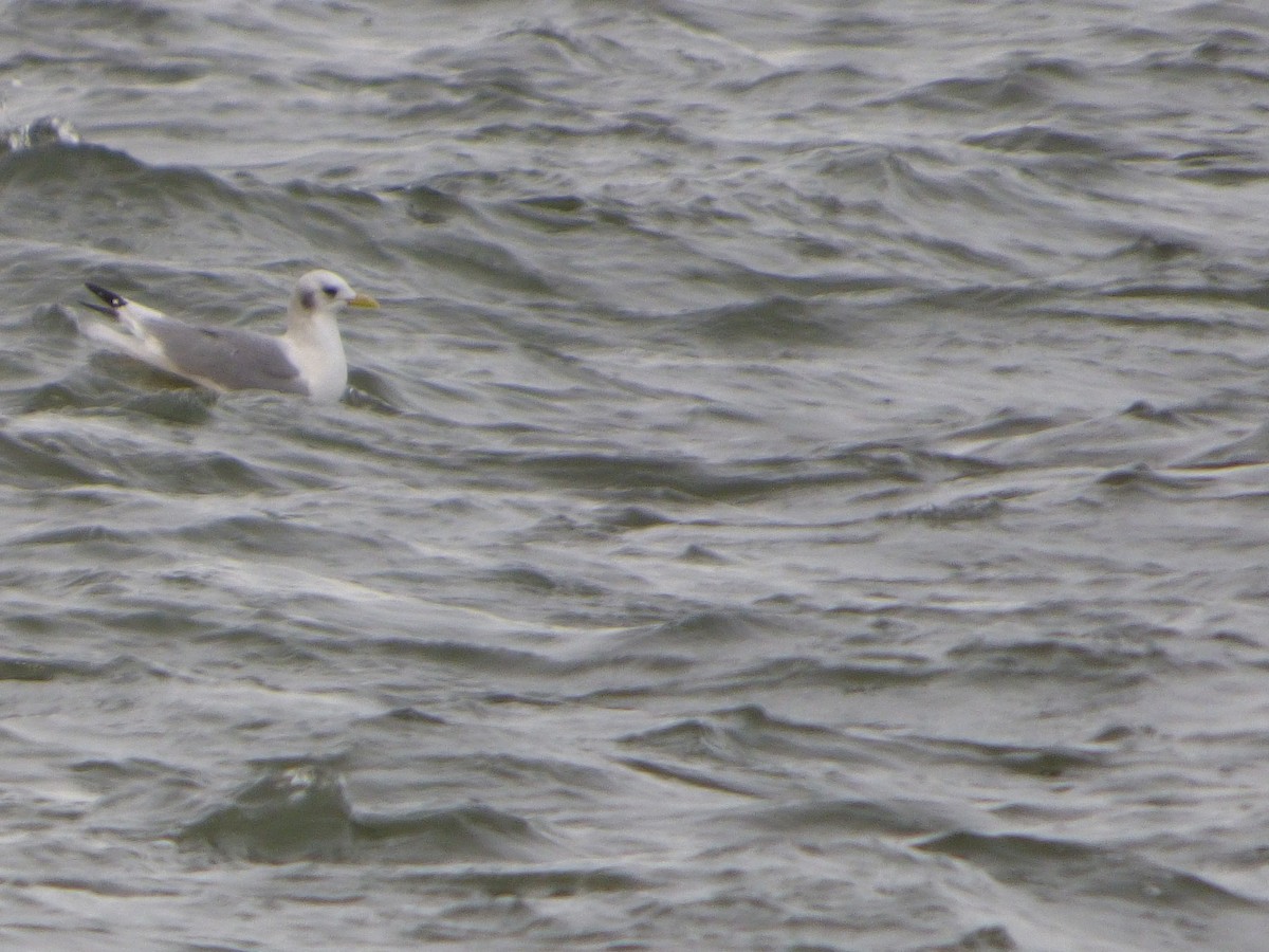 Mouette tridactyle - ML192193841