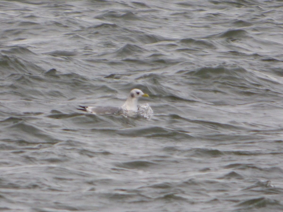 Mouette tridactyle - ML192193911