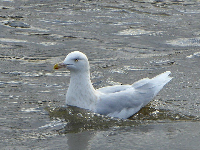 Glaucous Gull - ML192196631