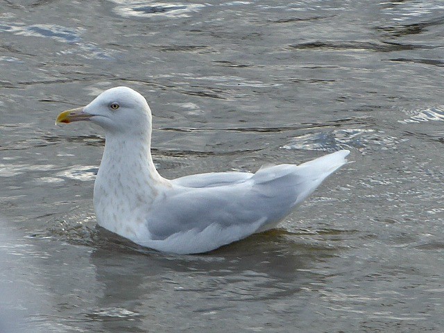 Glaucous Gull - ML192196671