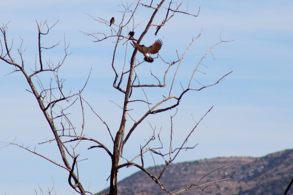 Northern Flicker - David Lerwill