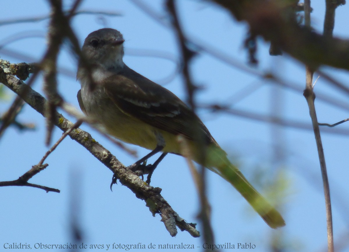 Southern Scrub-Flycatcher - ML192197321