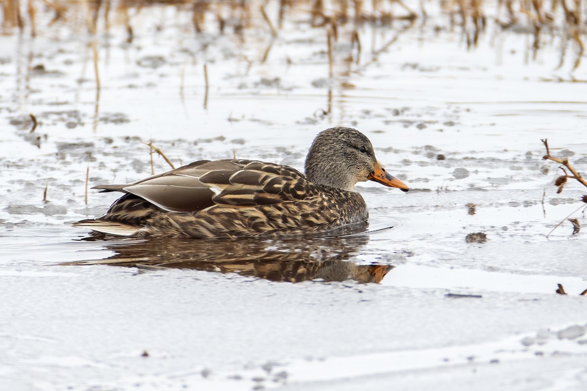 Mallard - Larry Master