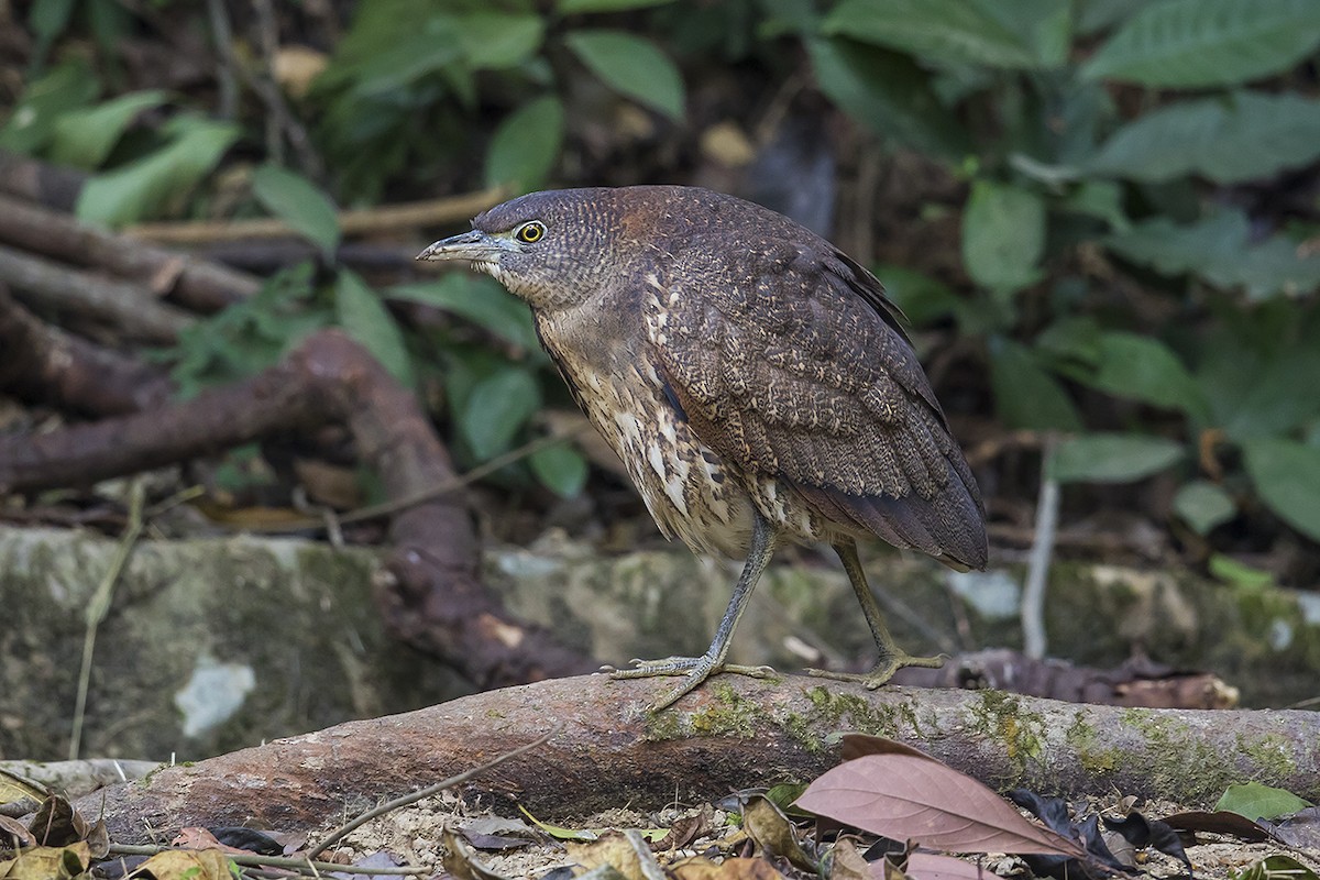 Japanese Night Heron - ML192199611