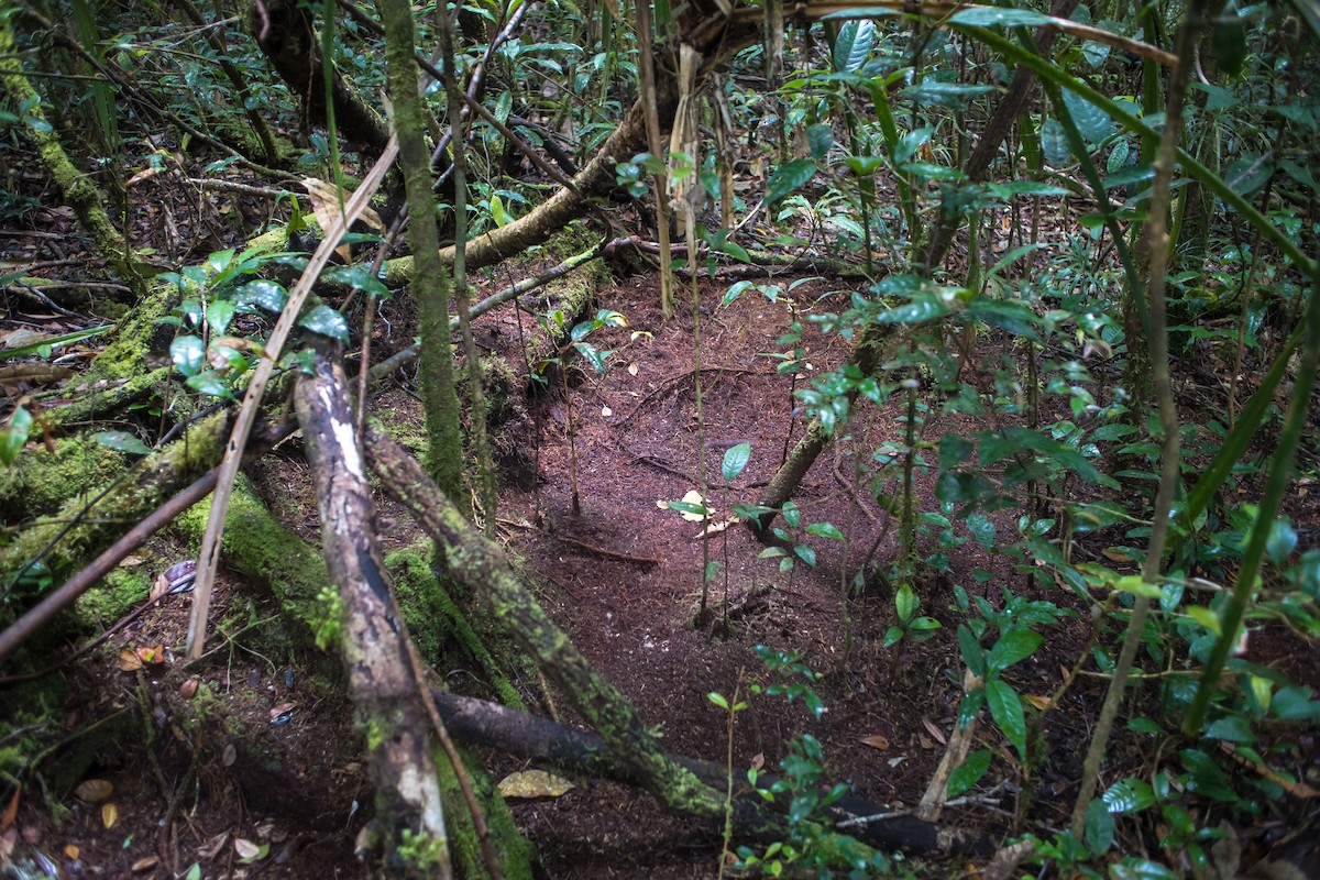 Eastern Parotia - Dom Chaplin