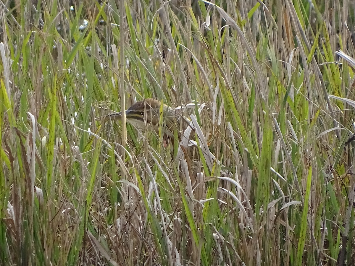 American Bittern - ML192201841