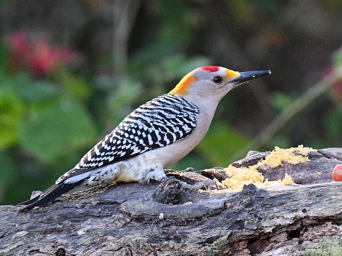 Golden-fronted Woodpecker - Jack Cochran