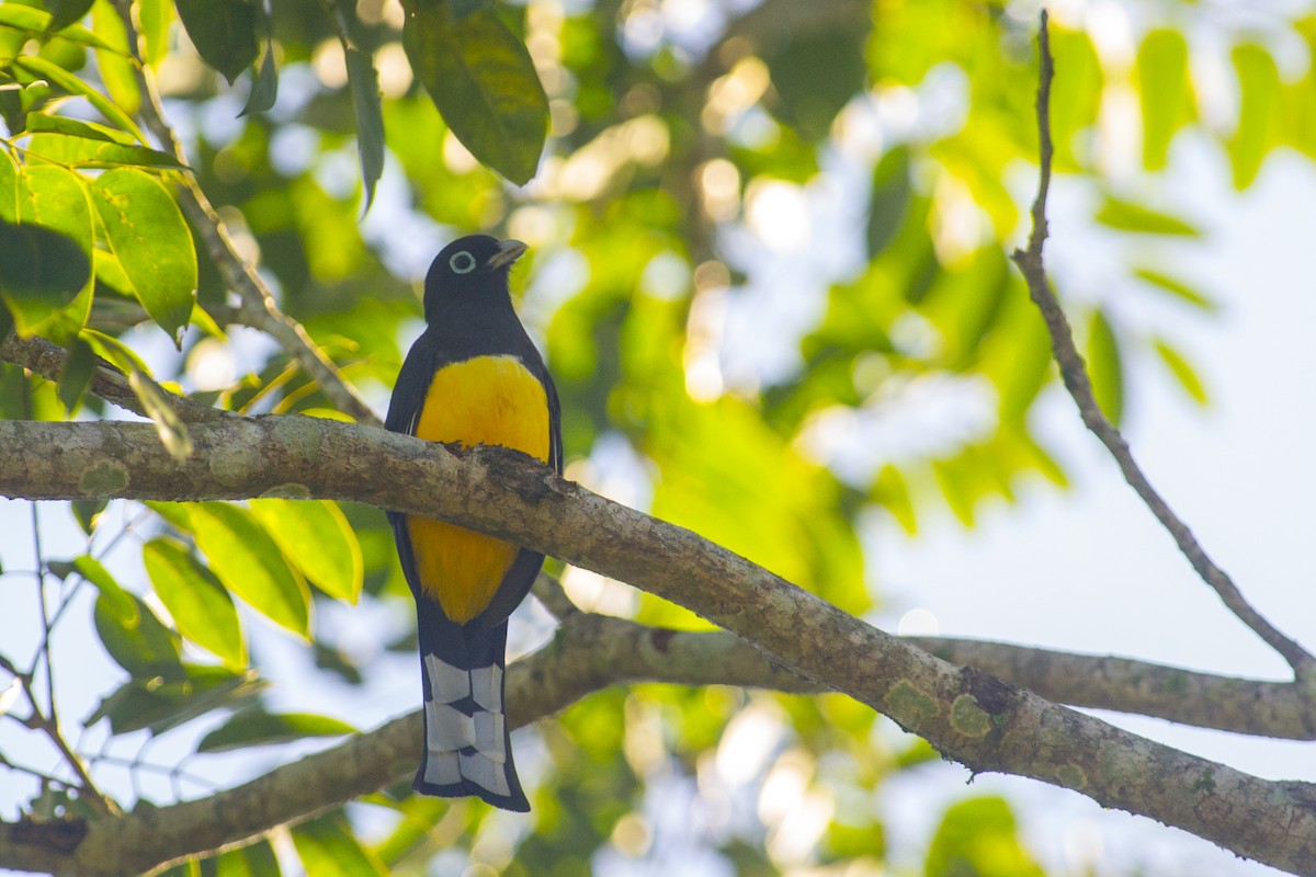 Kara Başlı Trogon - ML192203051