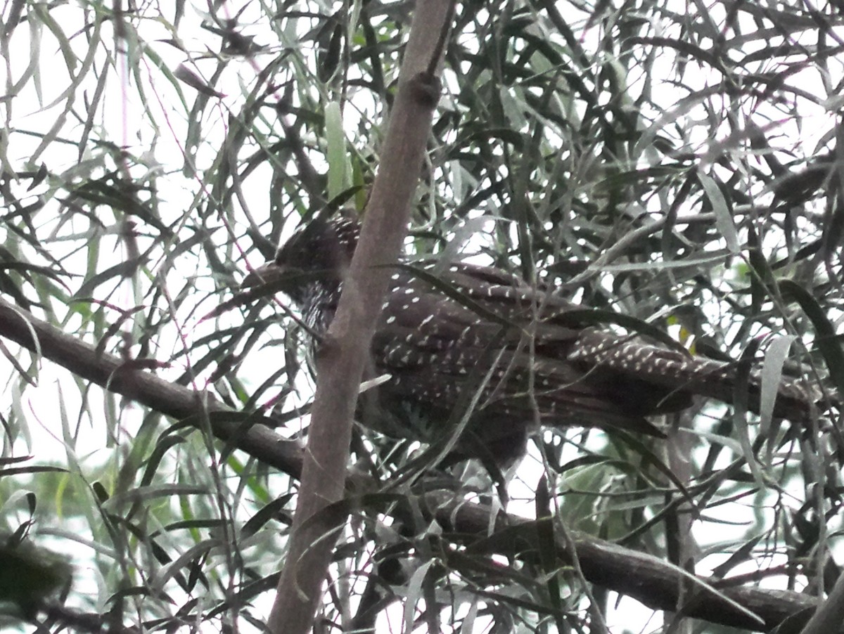 Asian Koel - ML192203181