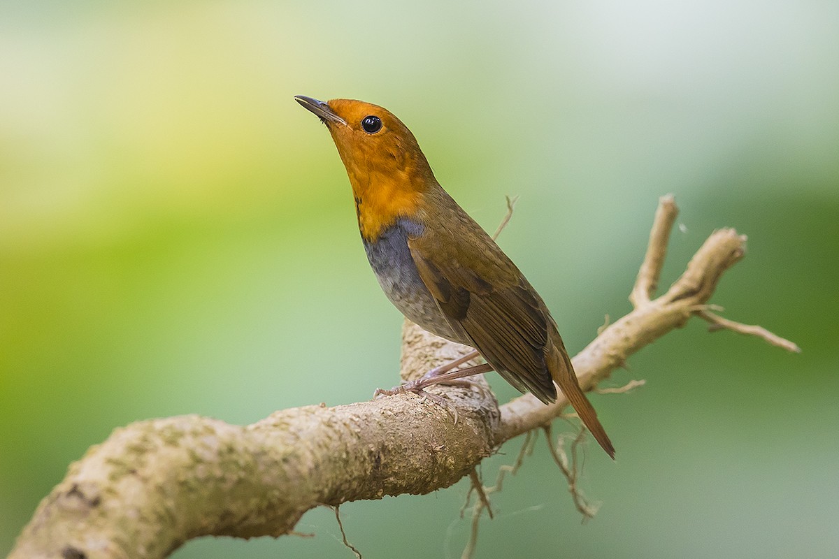 Japanese Robin - ML192203451