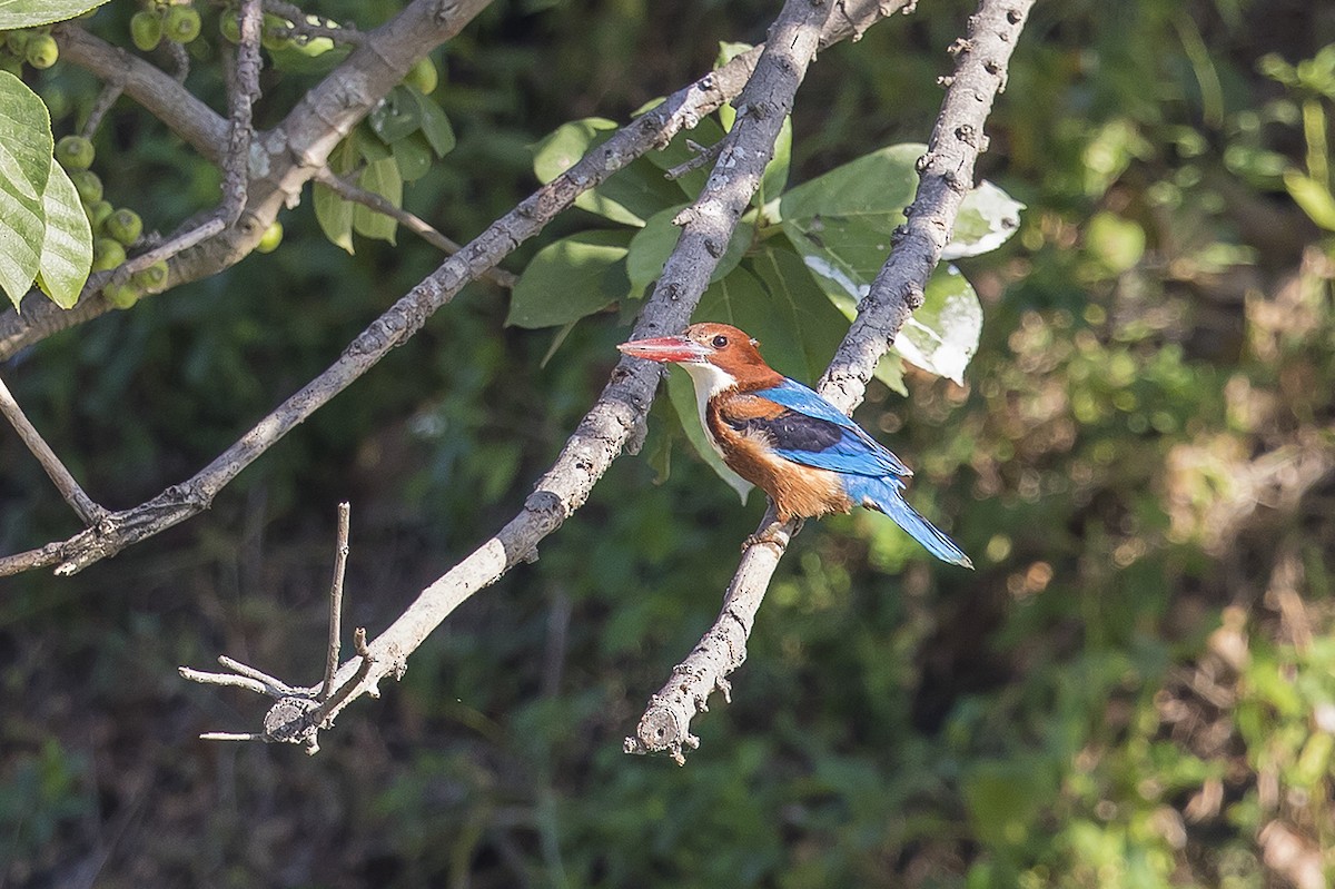 White-throated Kingfisher - ML192204241