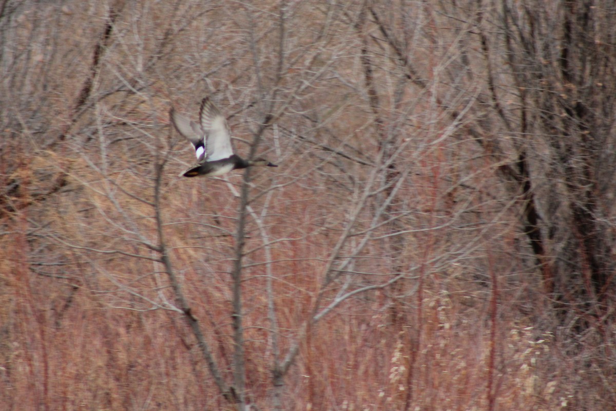 Gadwall - David Lerwill