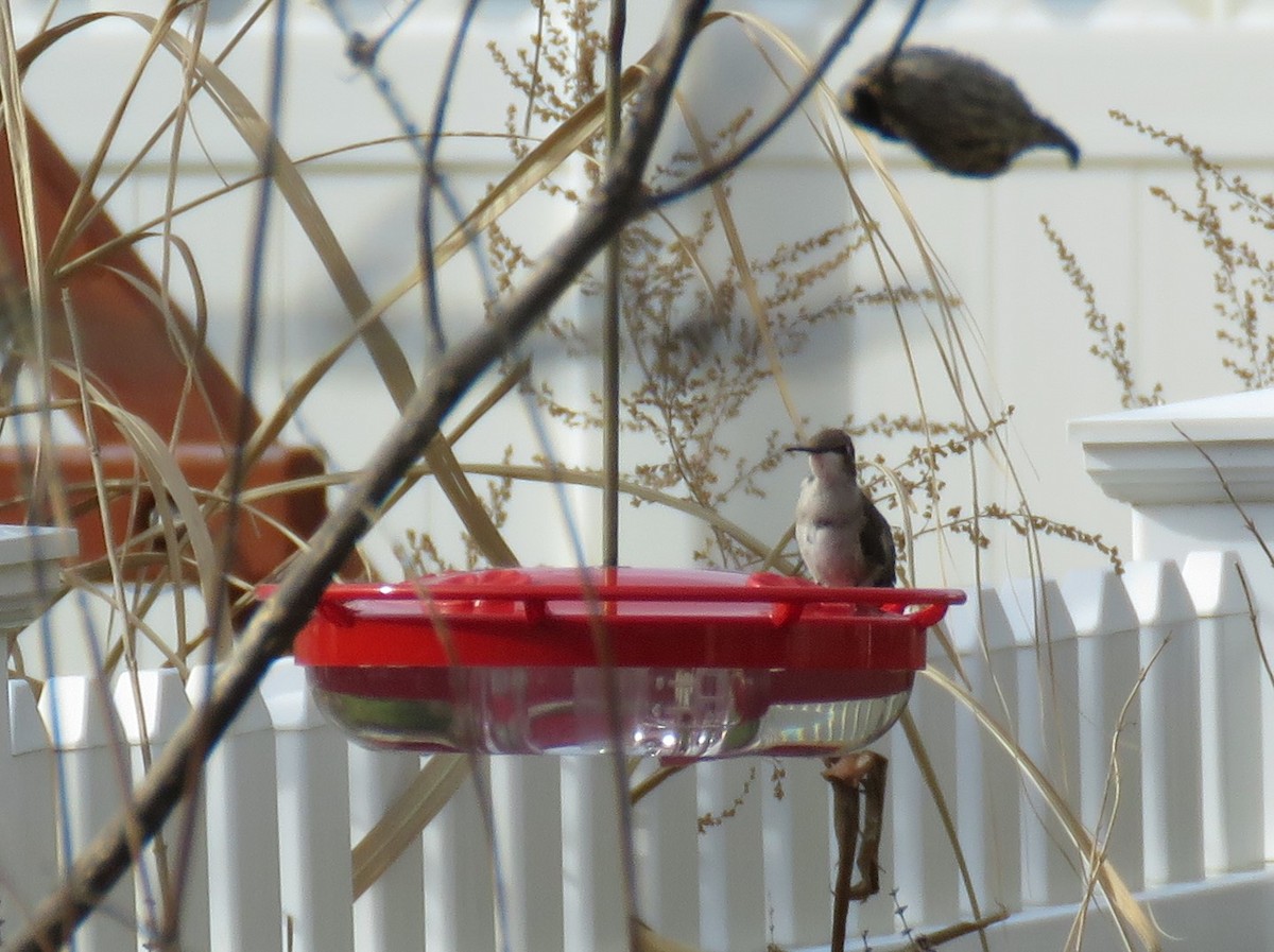 Black-chinned Hummingbird - ML192208061