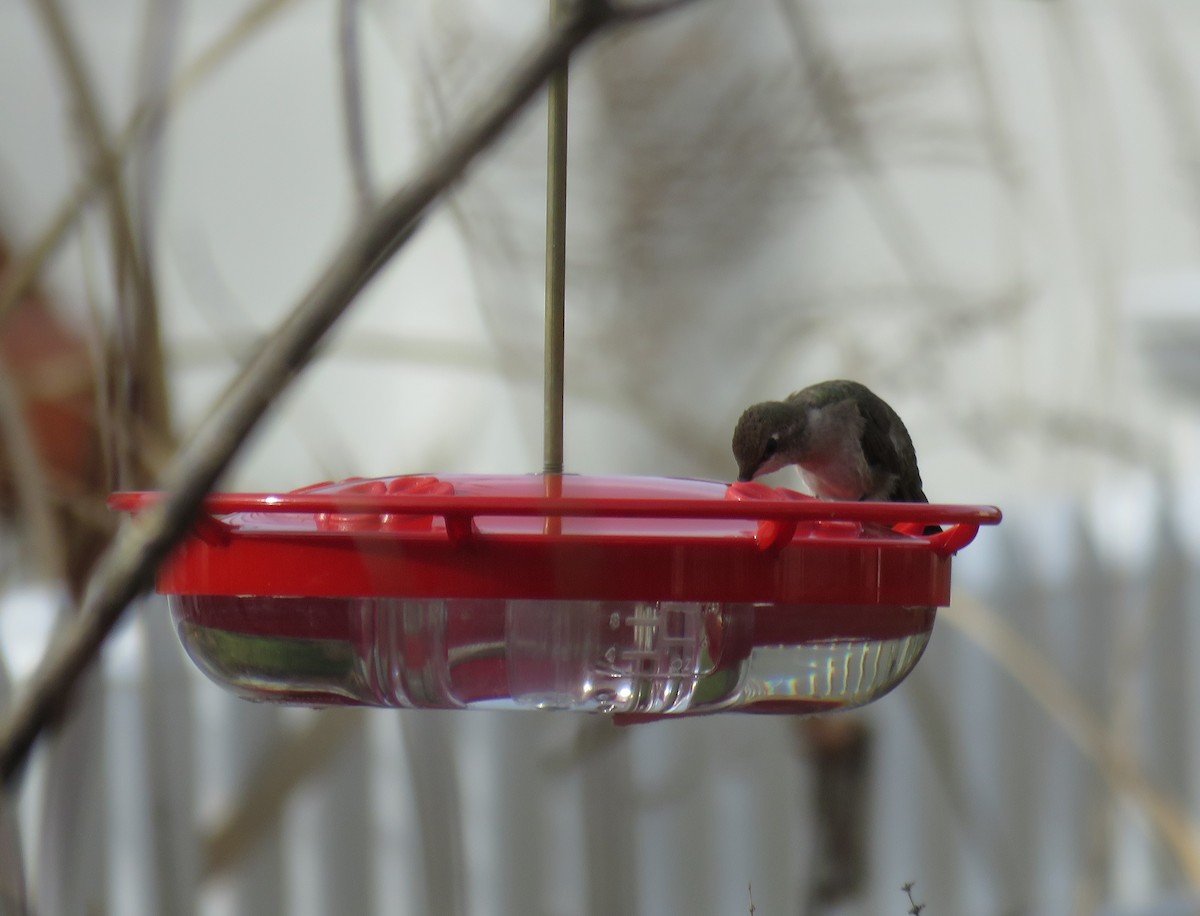Black-chinned Hummingbird - ML192208091