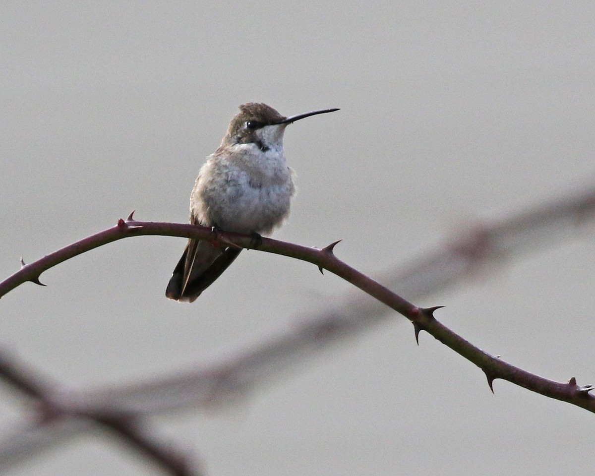 Black-chinned Hummingbird - ML192208501