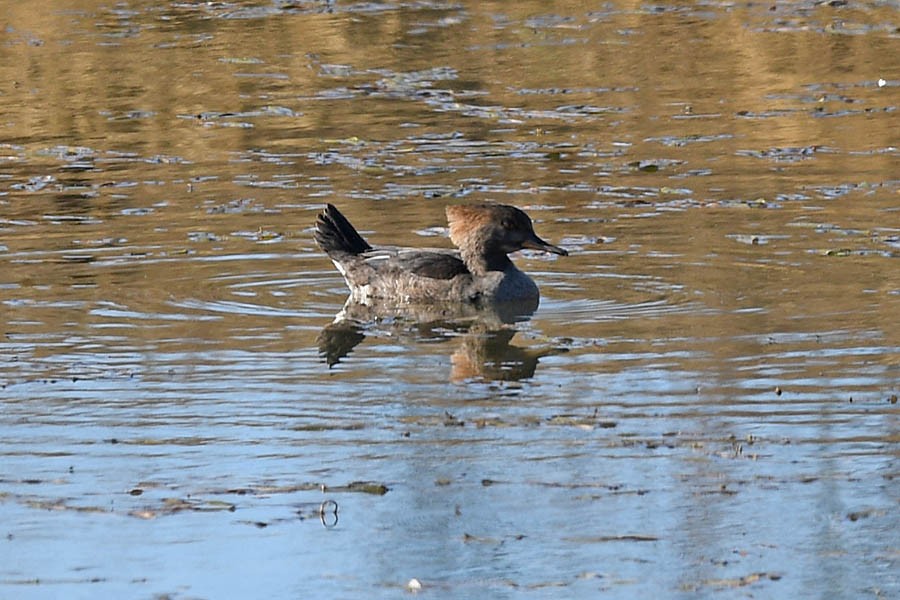 Hooded Merganser - Troy Hibbitts