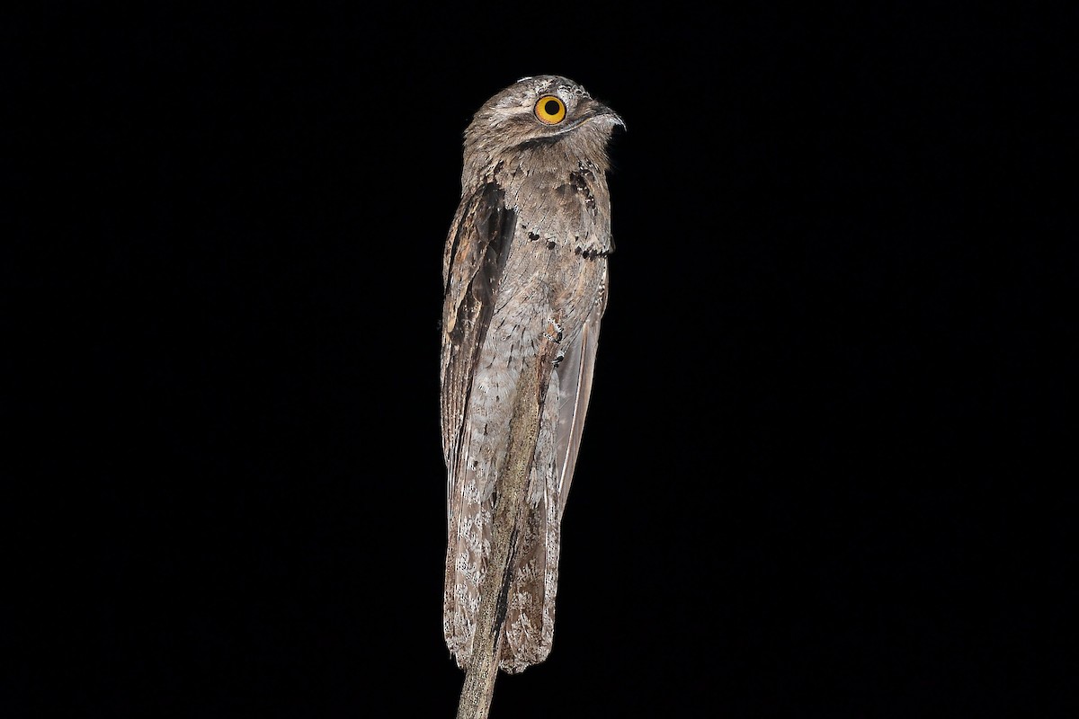 Common Potoo - ML192210251