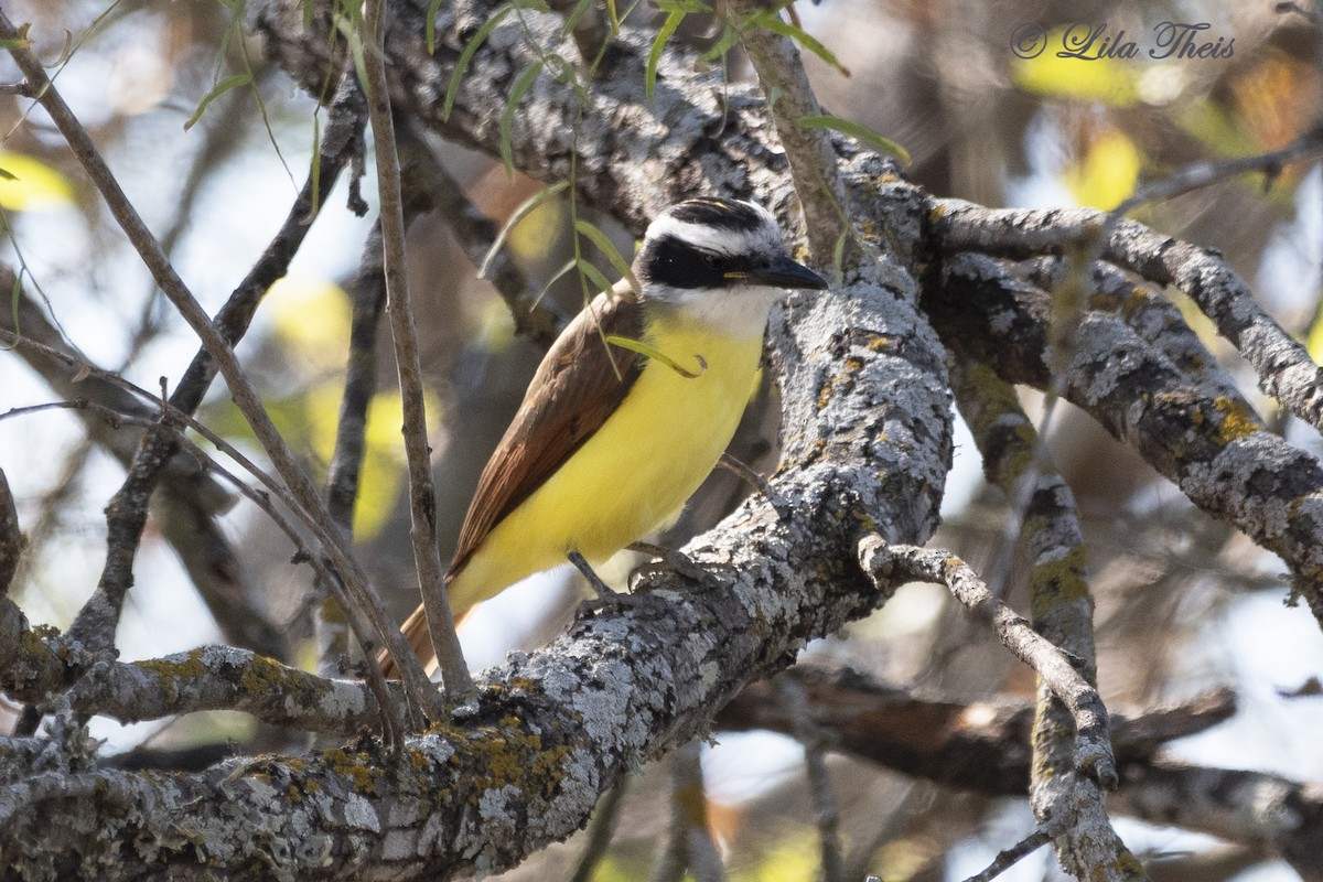 Great Kiskadee - Lila Theis