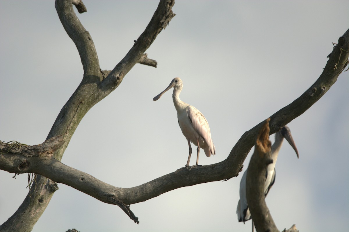 Roseate Spoonbill - ML192211591