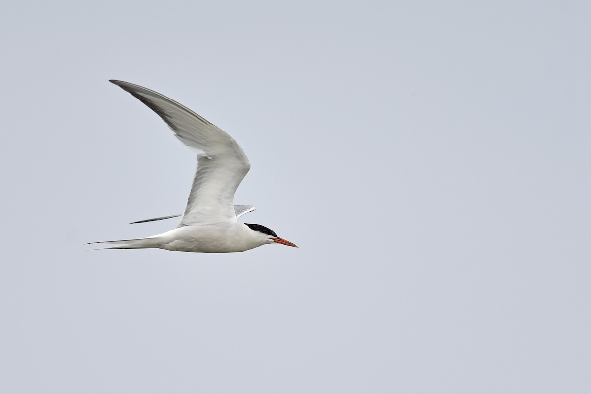 Common Tern (hirundo/tibetana) - Daniel Irons