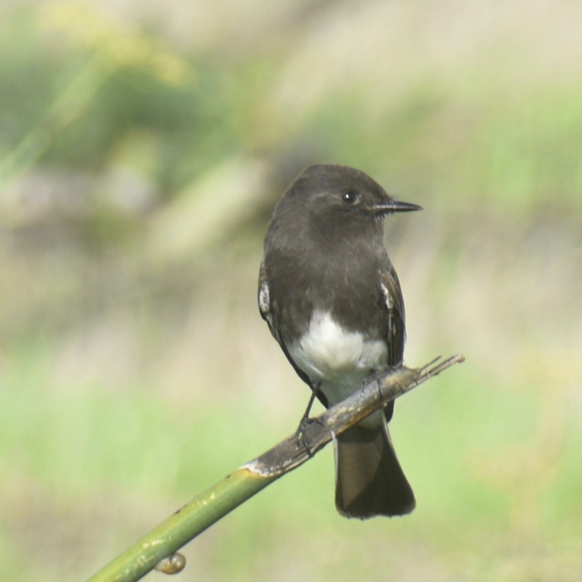 Black Phoebe - ML192213011