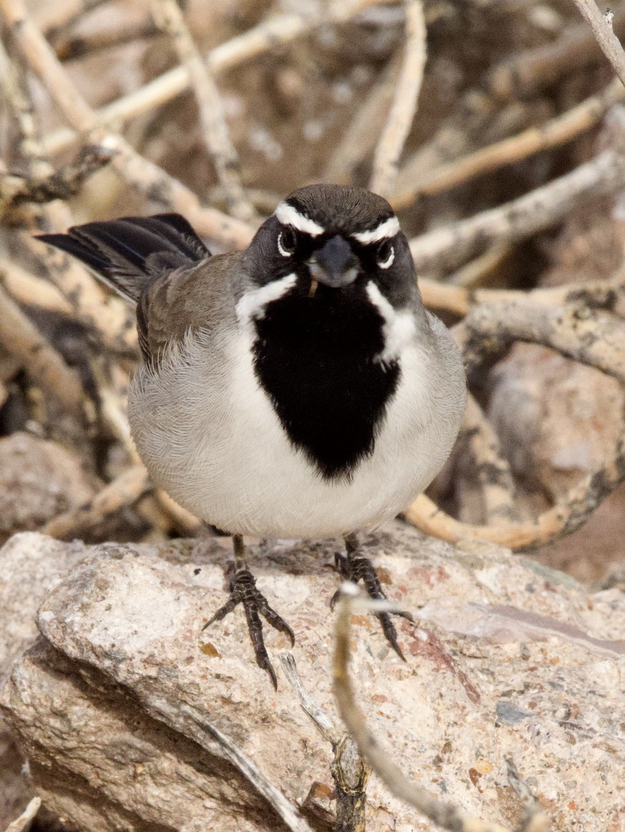 Black-throated Sparrow - Sochetra Ly