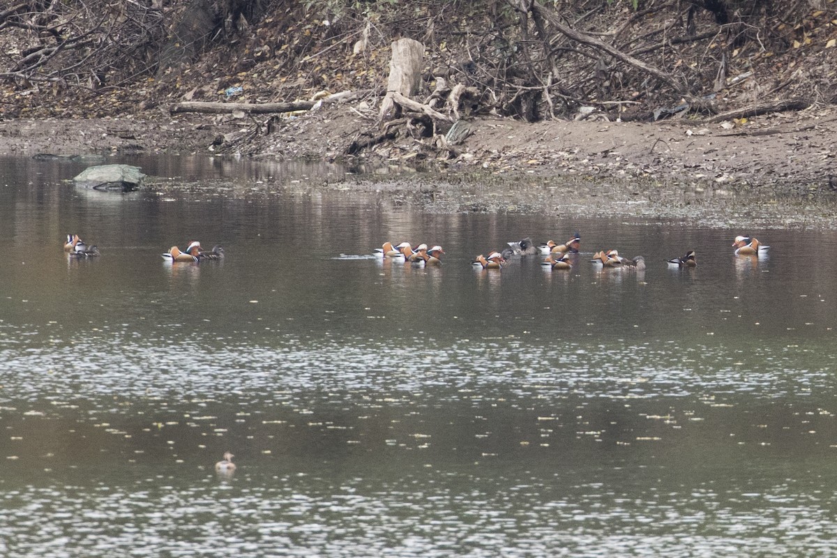 Mandarin Duck - Robert Lockett