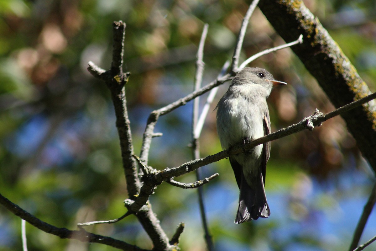 Eastern Wood-Pewee - Frank Pinilla