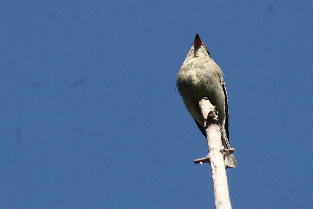 Eastern Wood-Pewee - ML192219091