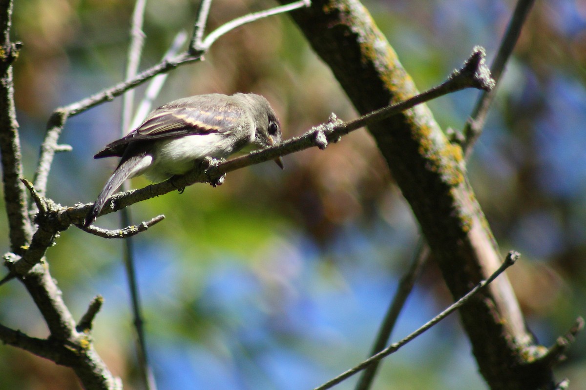 Eastern Wood-Pewee - ML192219101