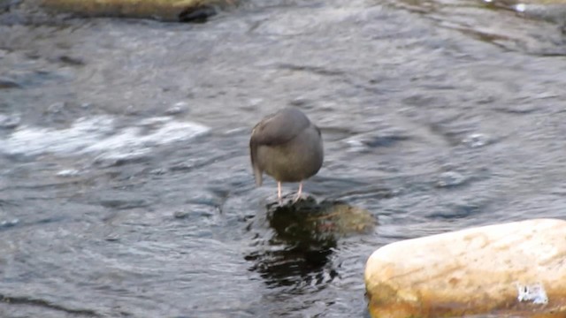 Grauwasseramsel - ML192219781