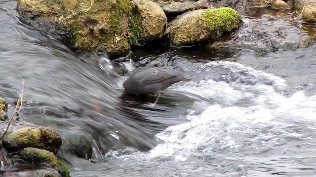 American Dipper - ML192221021