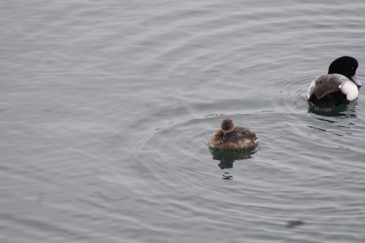 Pied-billed Grebe - ML192221921