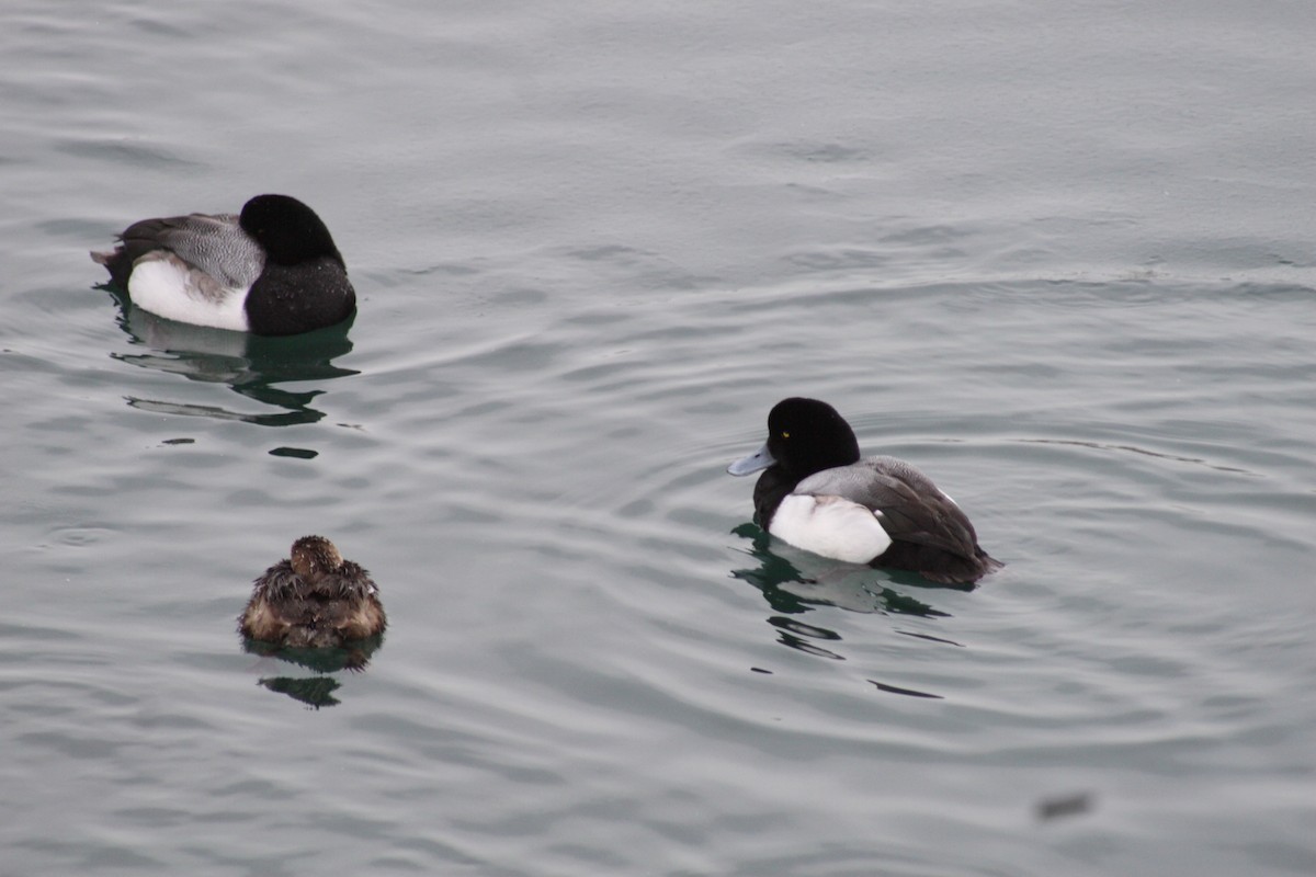 Pied-billed Grebe - ML192222041