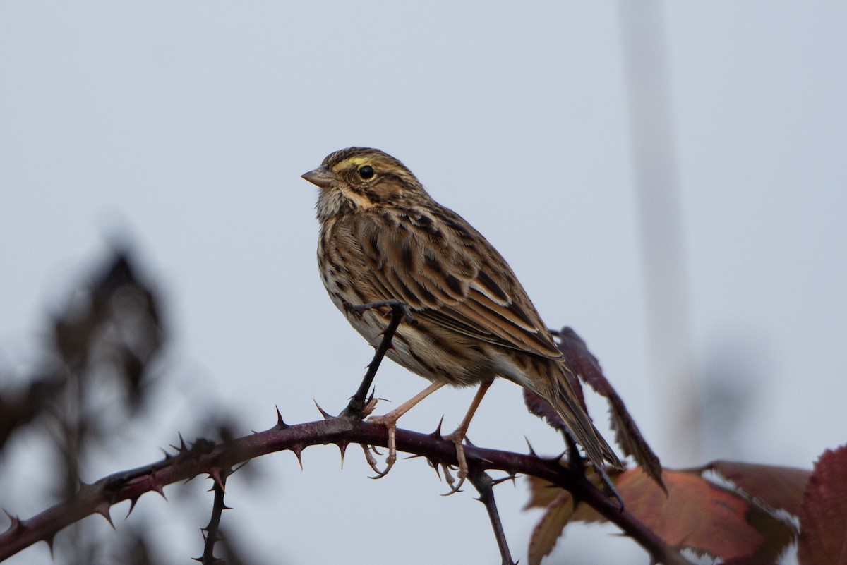 Savannah Sparrow - ML192222561